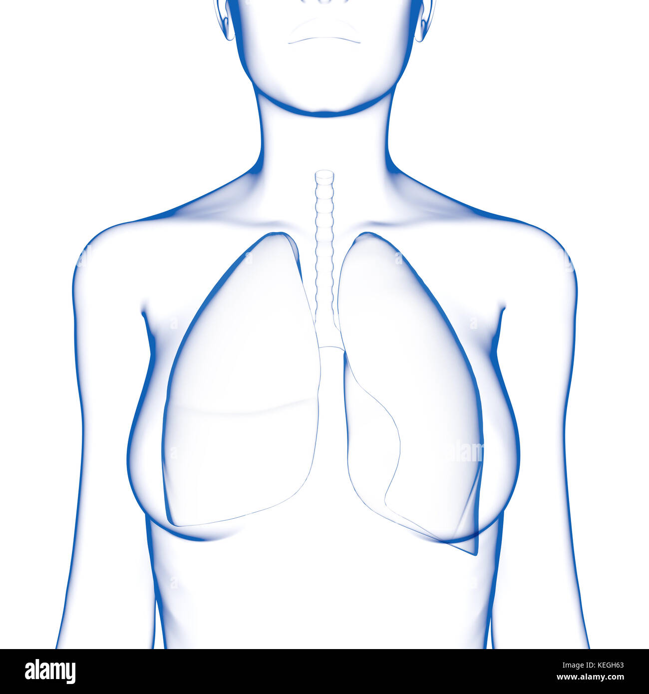 Polmone umano corpo femmina Foto Stock