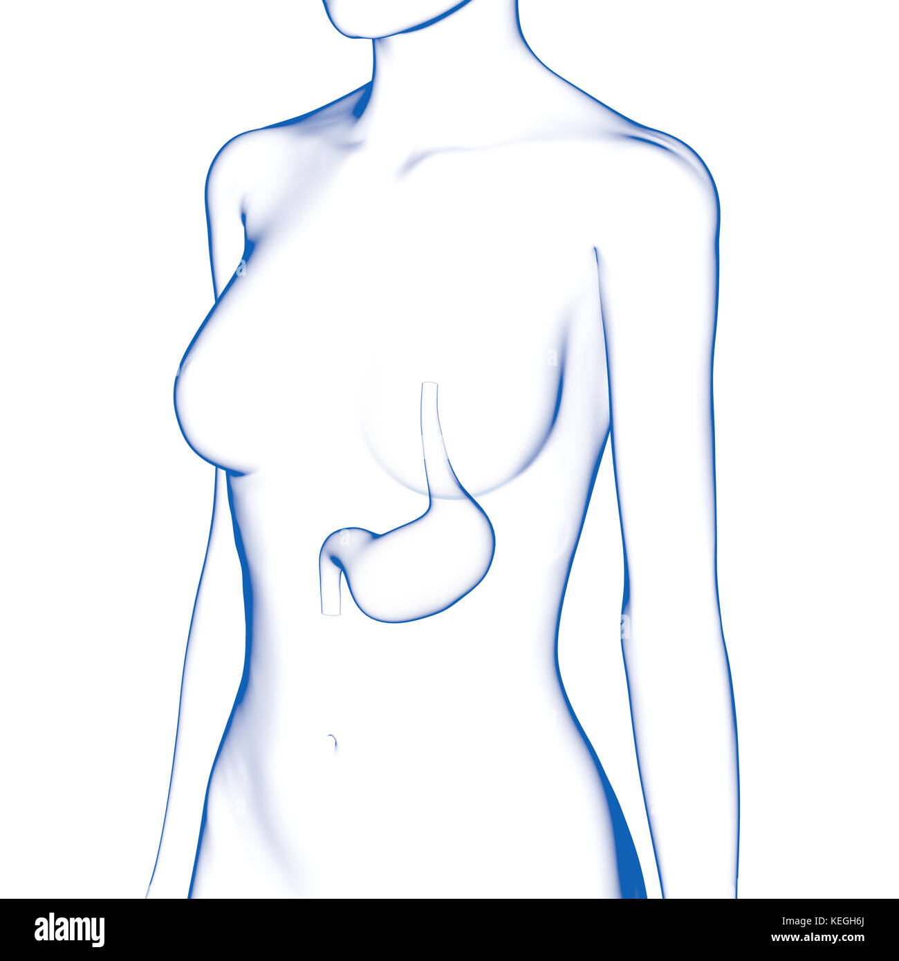 Dello stomaco umano corpo femmina Foto Stock