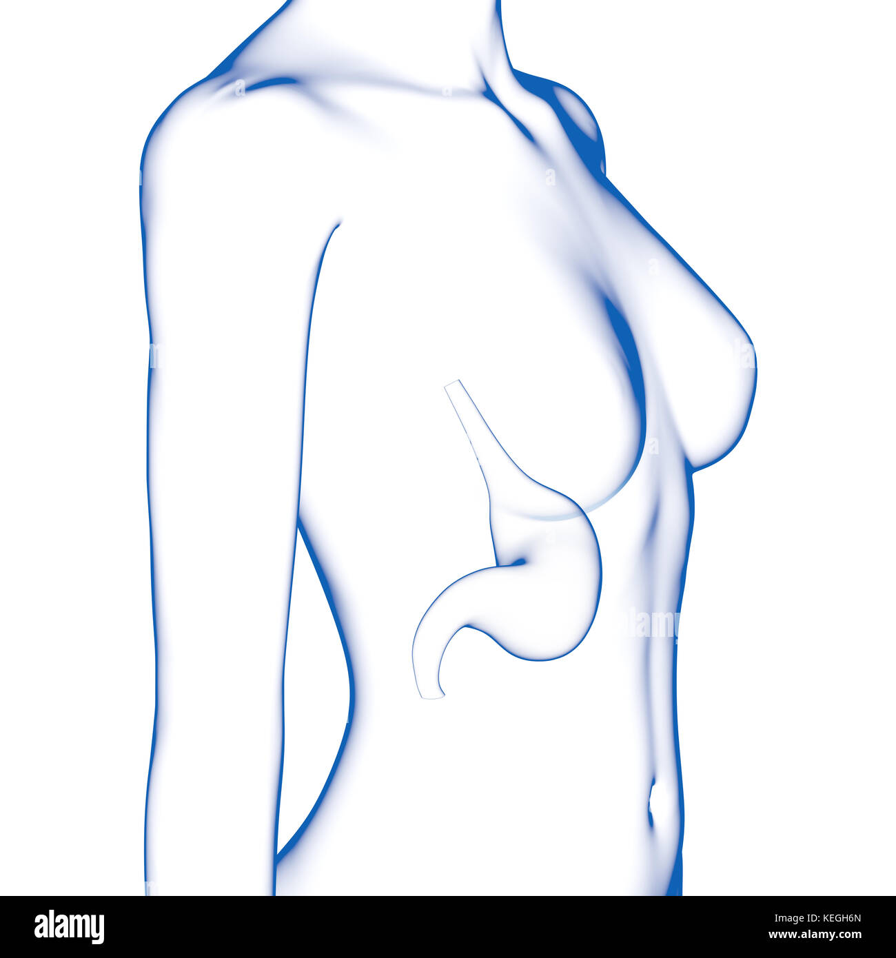 Dello stomaco umano corpo femmina Foto Stock