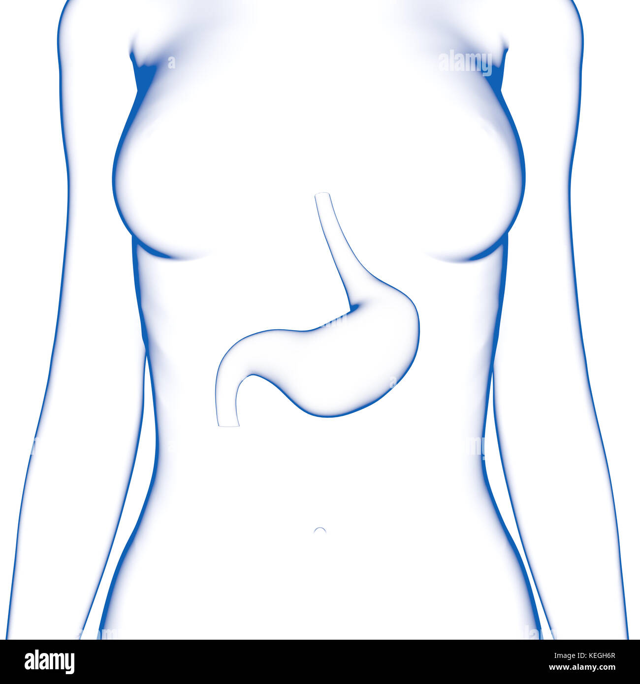 Dello stomaco umano corpo femmina Foto Stock