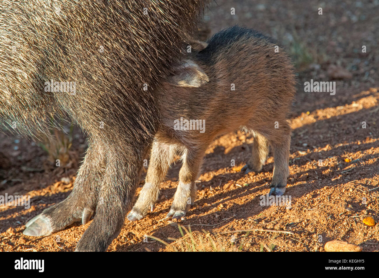 Collare tayassu pecari tajacu tucson pima county, Arizona, Stati Uniti il 5 dicembre Una settimana di età baby allattamento. dicotylidae o tayassuidae Foto Stock