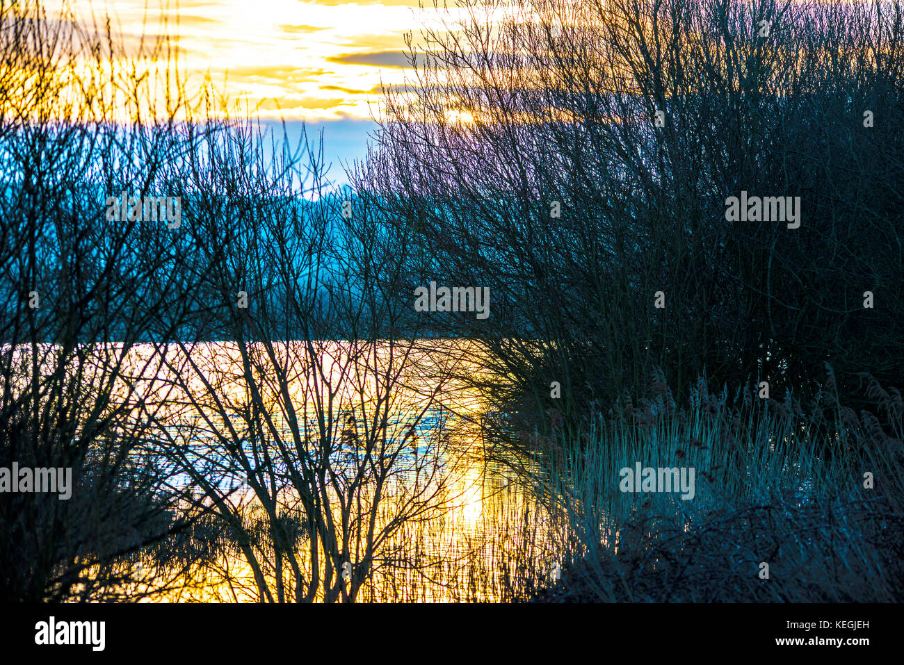 Combe Valley in inverno. Questa riserva naturale inondata d'inverno vicino a Bexhill-on-Sea nell'East Sussex è molto bella all'alba. Flora e fauna selvatiche e uccelli acquatici. Foto Stock