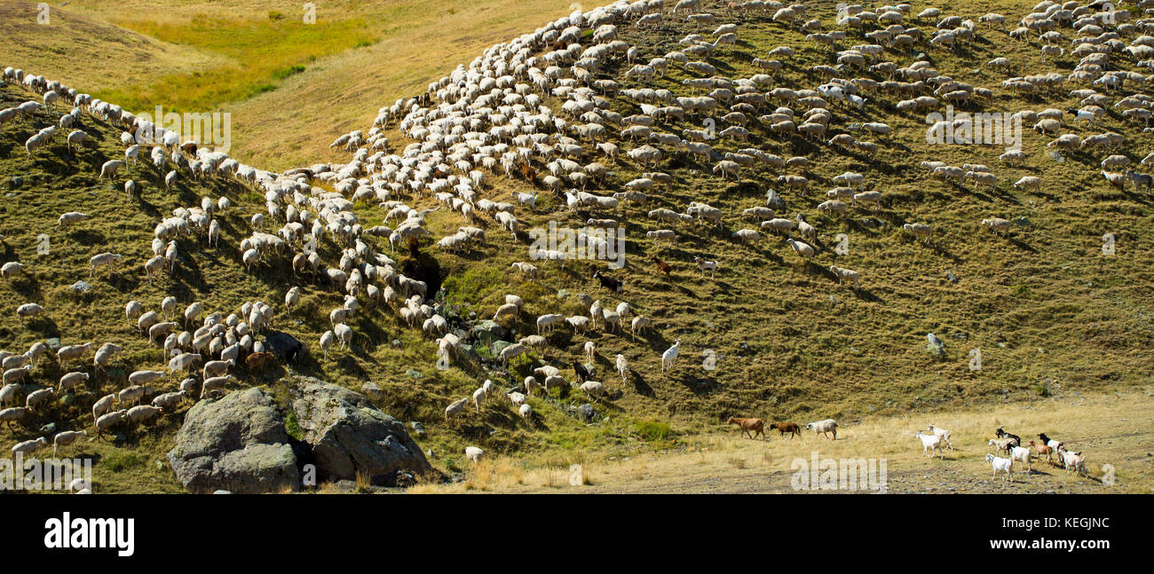Mountain gli ovini e i caprini in Val de Tena a Formigal in spagnolo Pirenei, Spagna Foto Stock