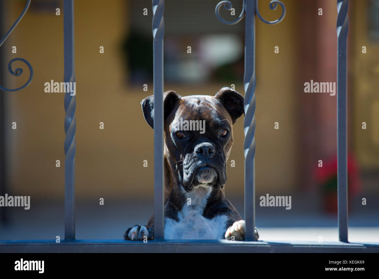 Cane Boxer la guardia in casa a Calzada del Coto nella regione di Castilla y Leon, Spagna Foto Stock