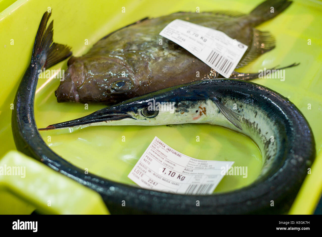 Pesci ago - Aguja, Baiona baiona baiona, a Confradia de isole Pescadores de Luarca, confederazione di Luarca pescatori, Puerto Luarca, Spagna Foto Stock