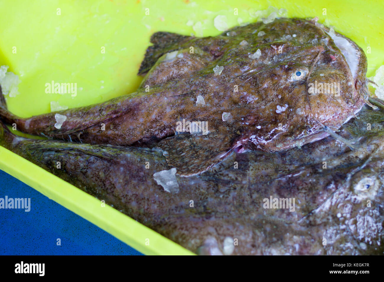Rana pescatrice - stupri - Lophius piscatorius, a Confradia de isole Pescadores de Luarca, confederazione di Luarca pescatori, a Puerto Luarca nelle Asturie, Spagna Foto Stock