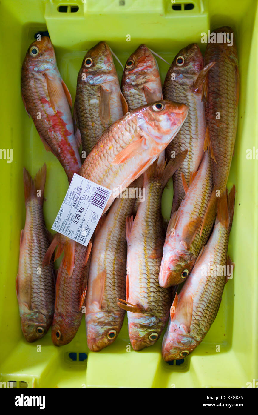 Bottarga di pesce - Salmonete de Roca, Mullus surmuletus, a Confradia de isole Pescadores de Luarca, confederazione di Luarca pescatori, a Puerto Luarca in Astur Foto Stock