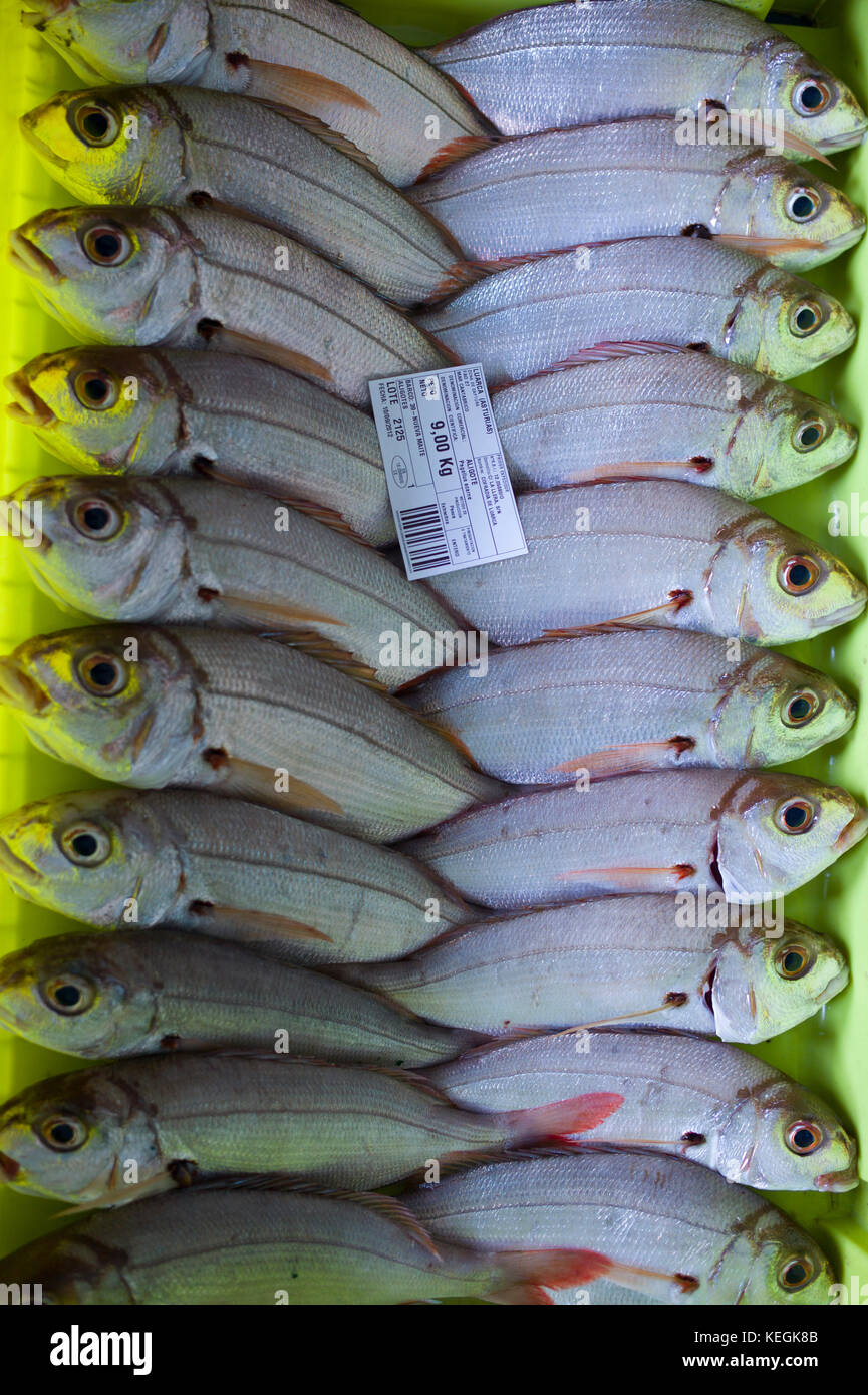 Dentice di pesce - Aligote, Pagellus acarne, a Confradia de isole Pescadores de Luarca, confederazione di Luarca pescatori, a Puerto Luarca nelle Asturie, Spagna Foto Stock