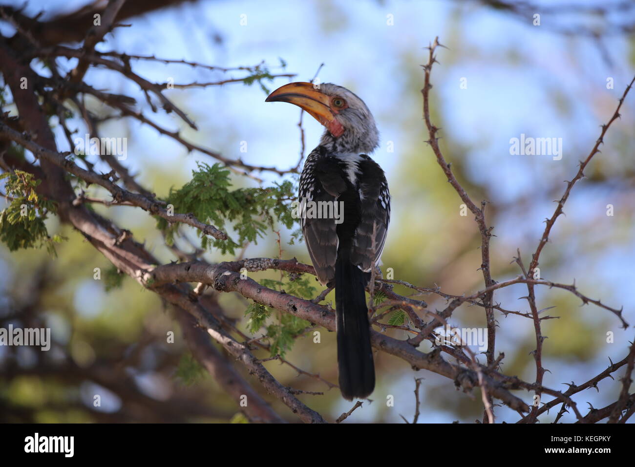 Giallo Hornbill - Parco Nazionale Etosha Foto Stock