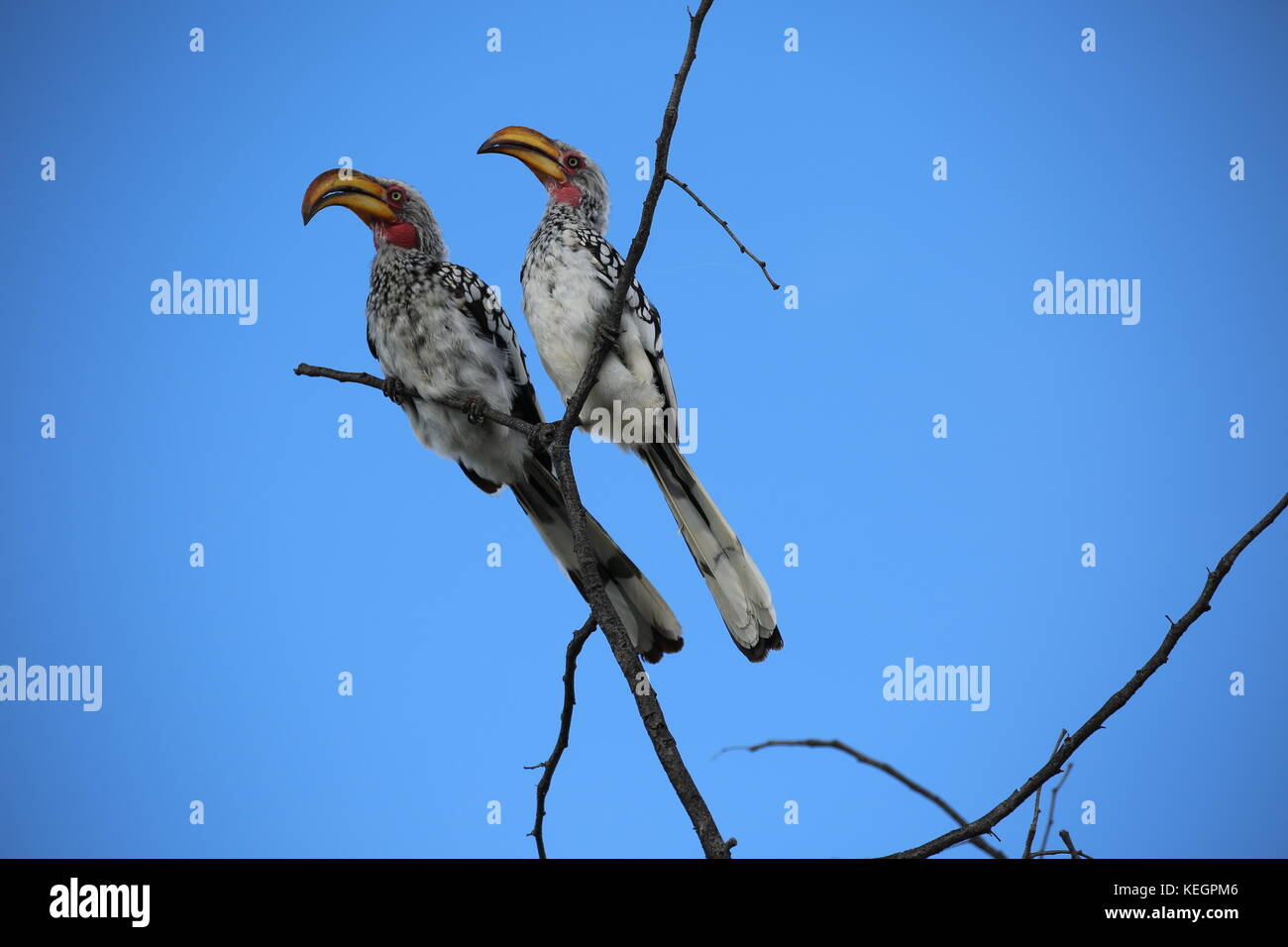 Giallo Hornbill - Parco Nazionale Etosha Foto Stock