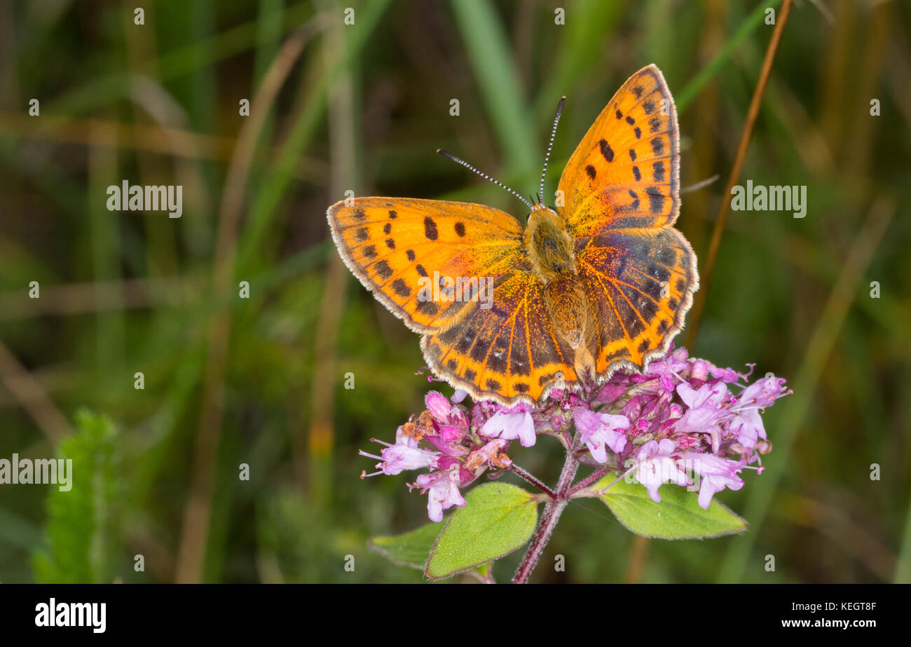 Rame di grandi dimensioni (Lycaena dispar) farfalla closeup femmina in estate, regione podlasie, Polonia, europa Foto Stock