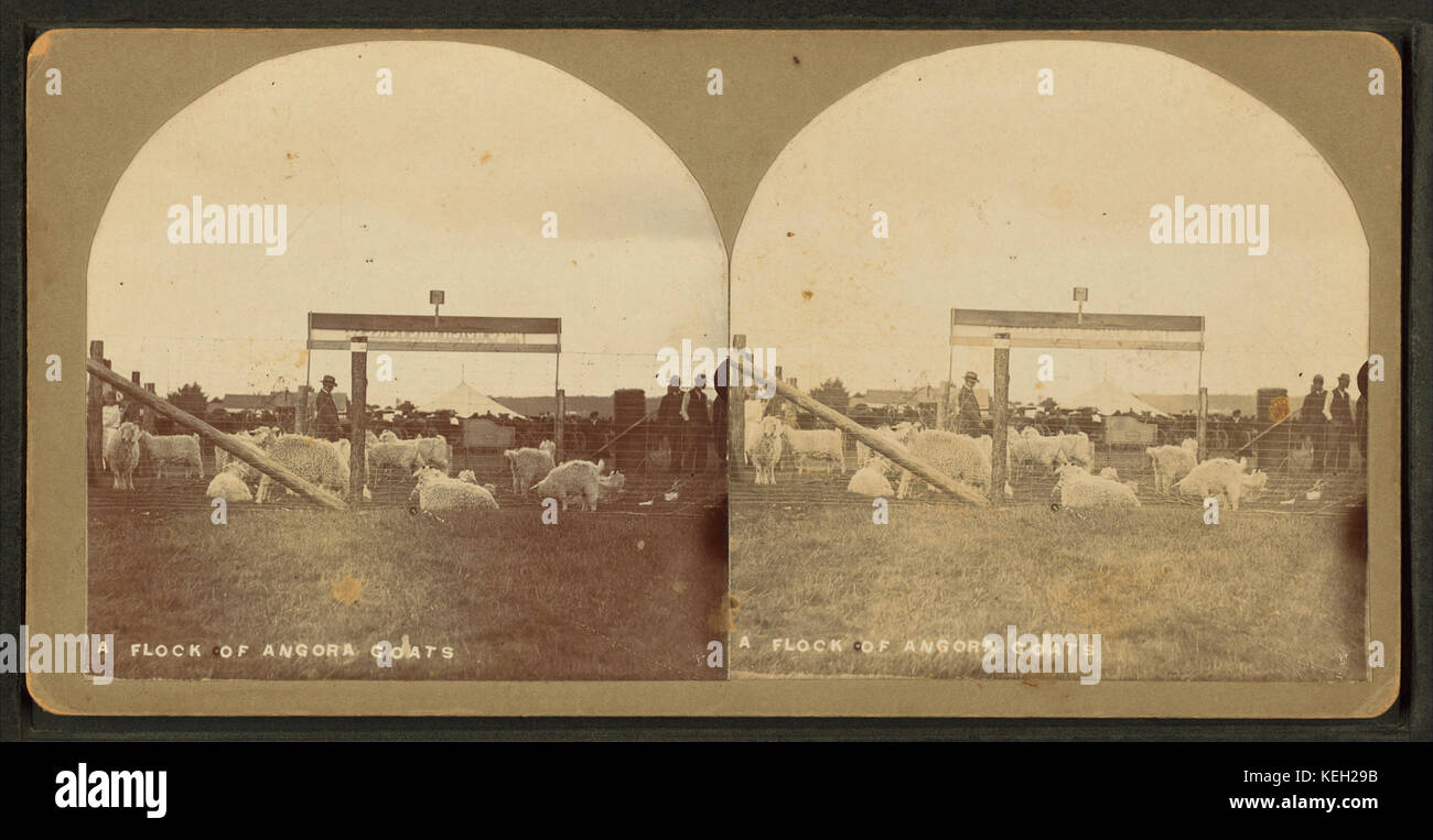 Un gregge di capre angora, da E. F. Locke Foto Stock