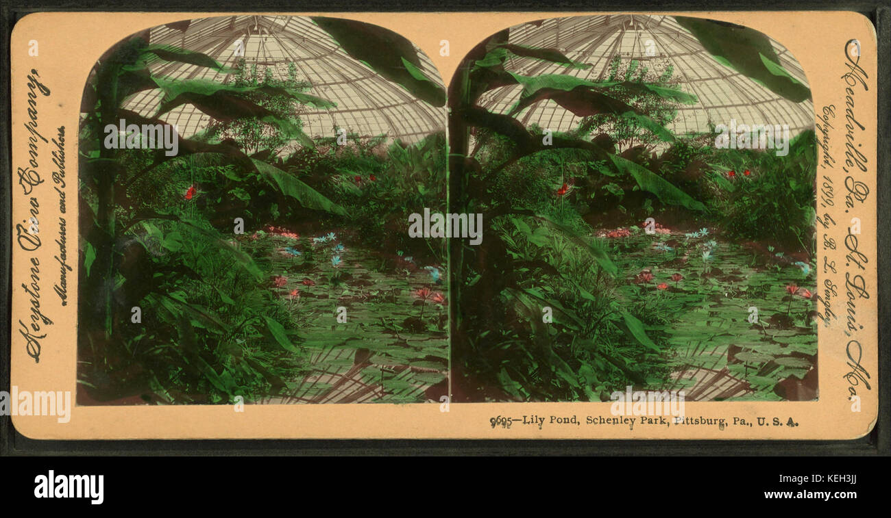 Lily Pond, Schenley Park, Pittsburg, Pa., U.S.A. (Visualizzazione a colori.), da Robert N. Dennis raccolta di vista stereoscopica Foto Stock