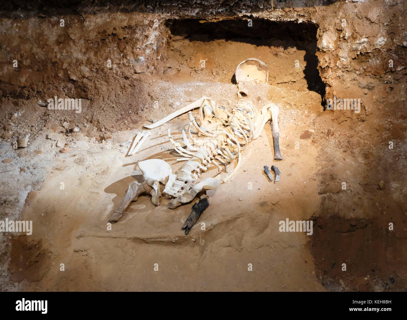 Resti umani risalenti 75BC quando il generale Pompeo distrutta la prima città di Valencia (Valentia) Spagna al Museo Almoina, Valencia Foto Stock
