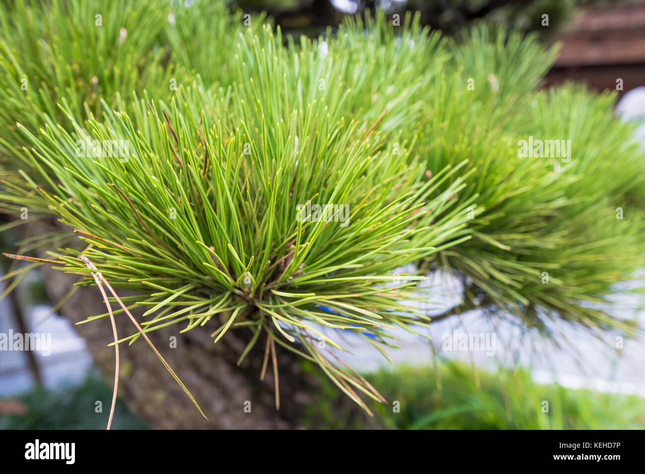 Pinus kesiya, khasi pine, benguet pino o tre-aguglia pine Foto Stock