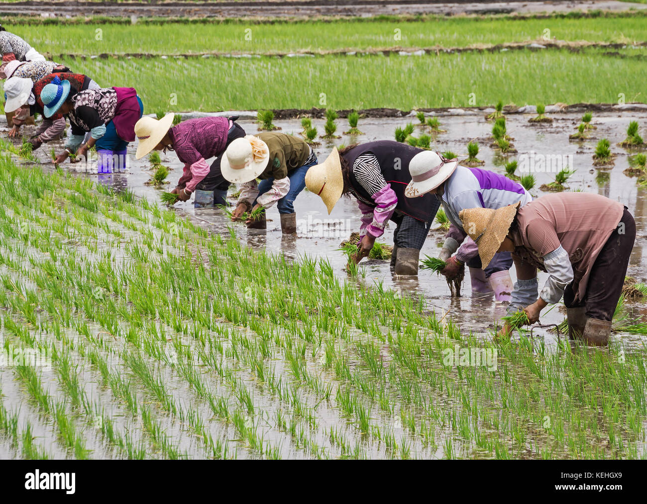 La coltivazione del riso, Xizhou, Yunnan Foto Stock
