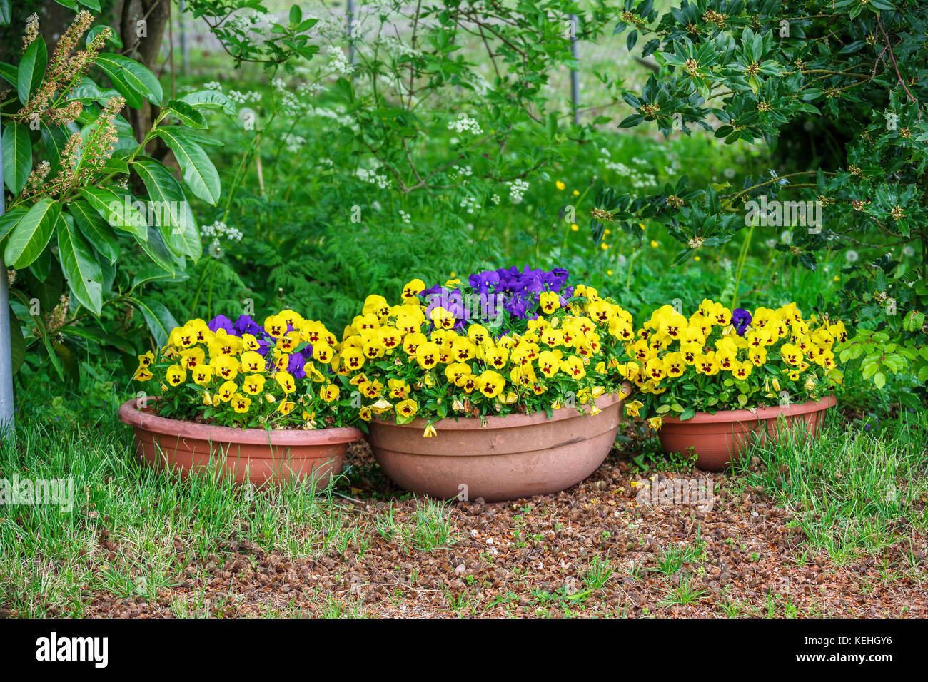 Idee per il giardino arredamento e architettura paesaggistica con pansy fiori Foto Stock