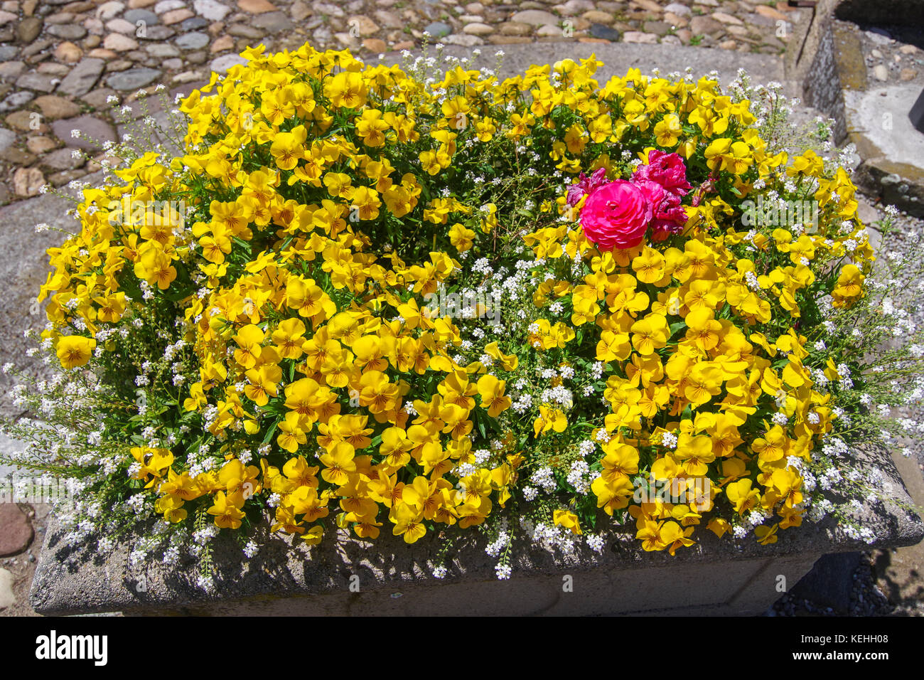 Idee per il giardino arredamento e architettura paesaggistica con pansy fiori Foto Stock