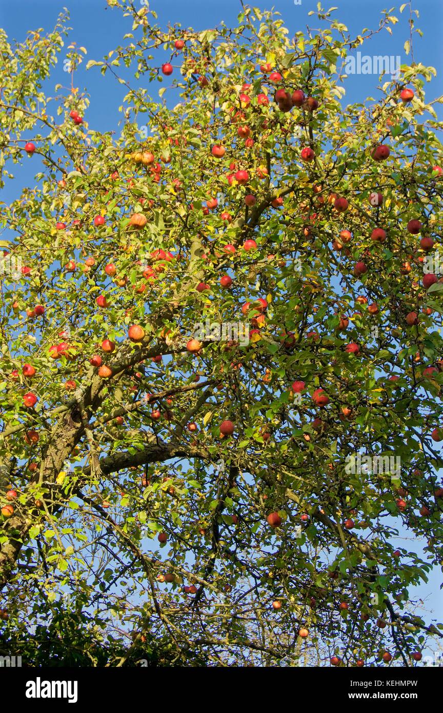 Albero di mele in autunno a prendere per Colney ampi laghi riserva naturale, Londra prendere per Colney Foto Stock