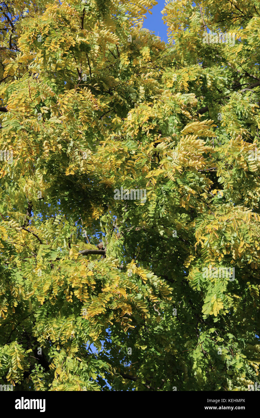 Colore di autunno il frassino a Londra Foto Stock
