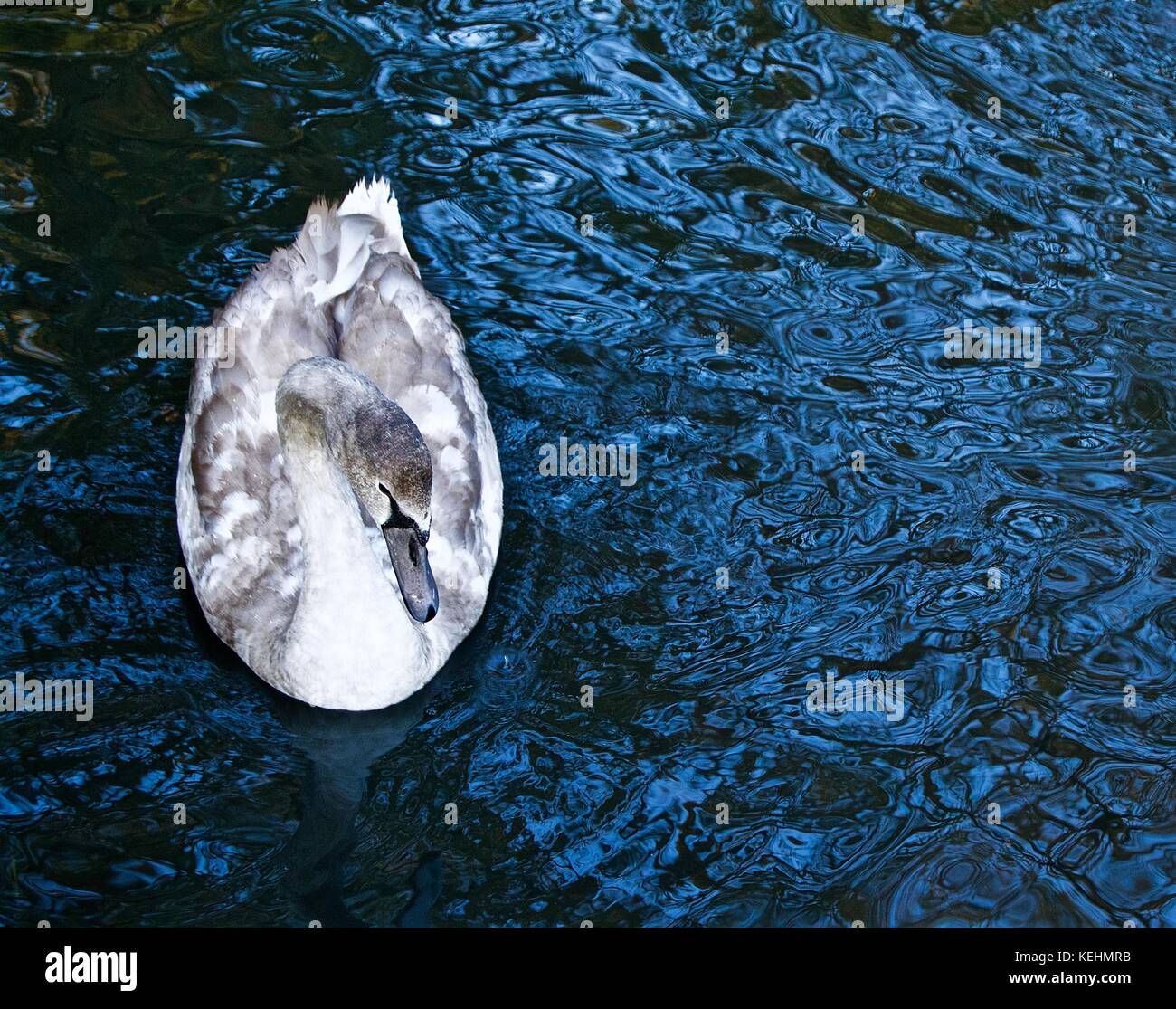 Giovani cigno sul fiume colne vicino a Londra prendere per Colney Foto Stock