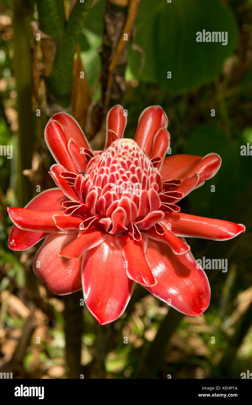La Seychelles, Mahe, fiori, rosso torcia fiore di zenzero, Etlingera elatior Foto Stock