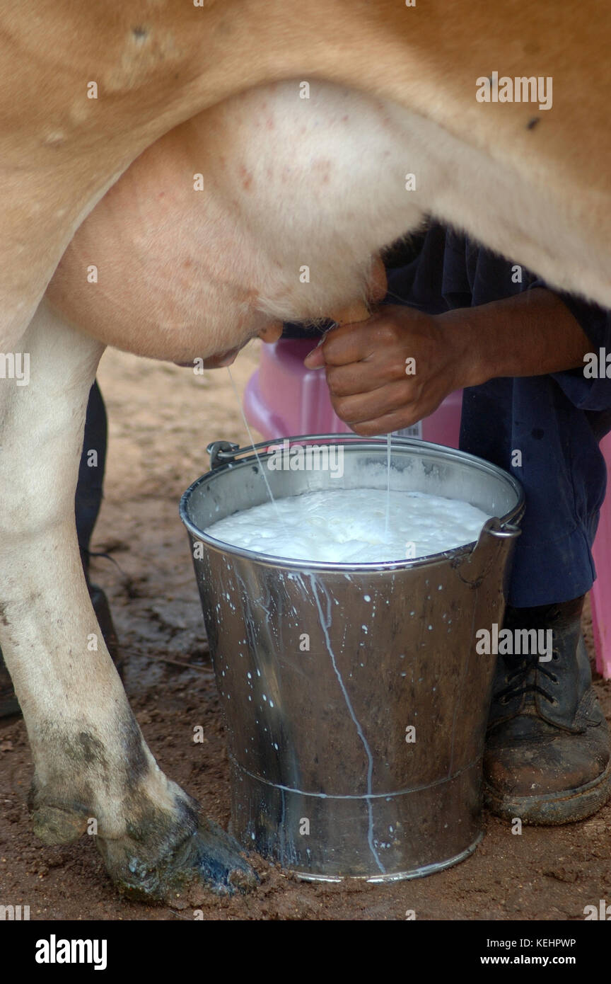 Vacche Jersey è munto a mano ad una latteria in India Foto Stock