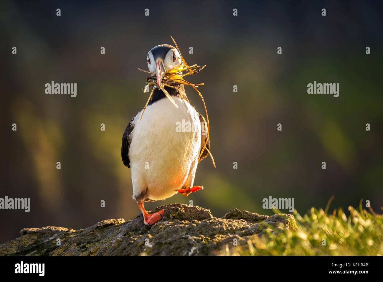 Puffin camminando sul mykines isola nella luce del tramonto, isole Faerøer Foto Stock