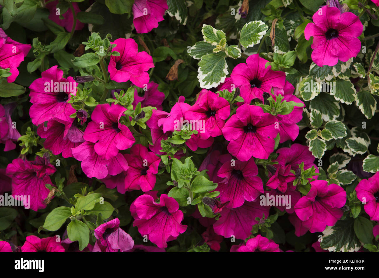 Fiori di Petunia. Texture di sfondo. Europa. Foto Stock