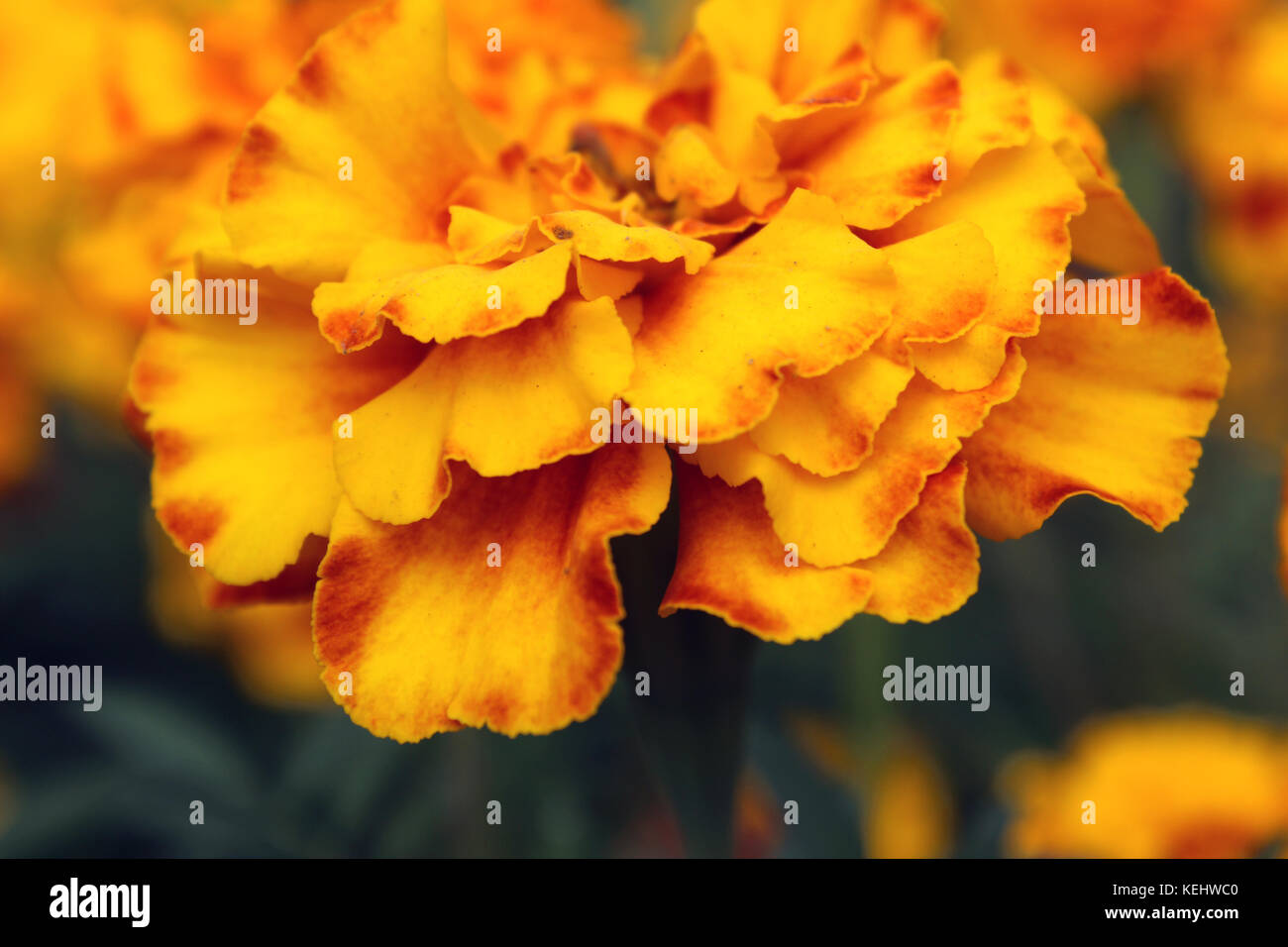 Uno giallo calendula blossom vicino fino in giardino Foto Stock