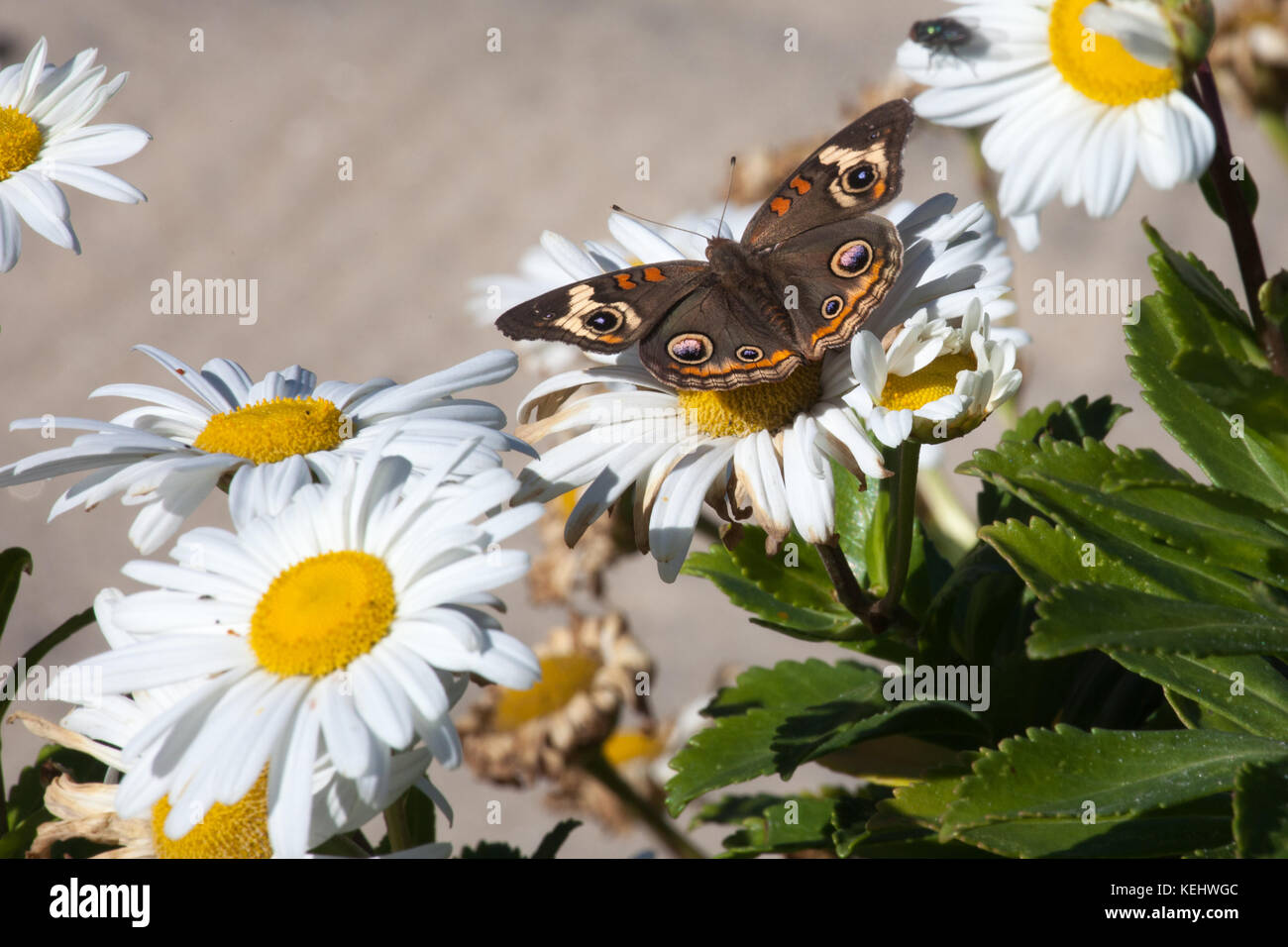 Bukeye Butterfly comune (Junonia coenia) su Daisies comune (Bellis perennis) su Point Pleasant Beach, NJ Boardwalk. Foto Stock