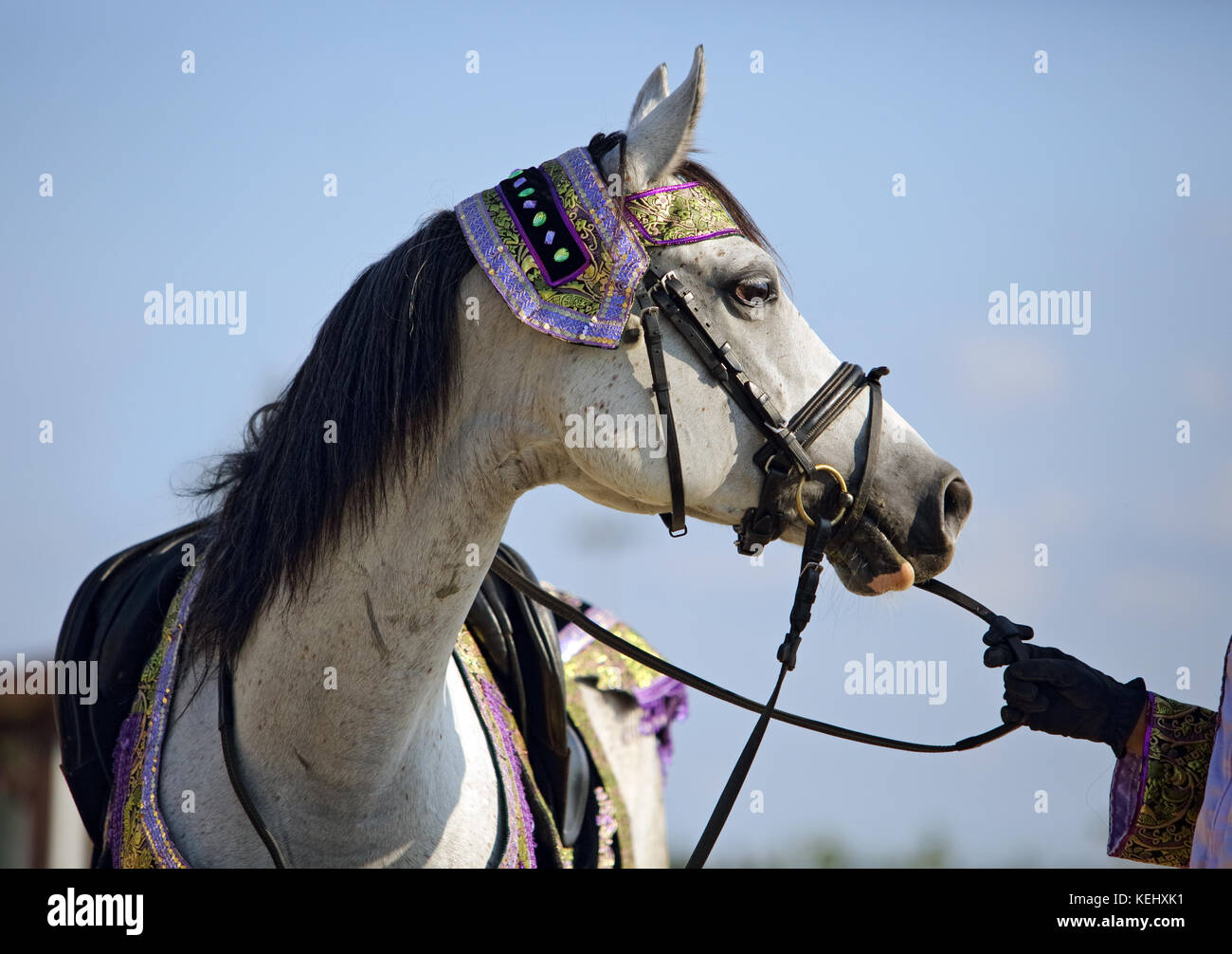 Cavallo Arabo testa di mare Foto Stock