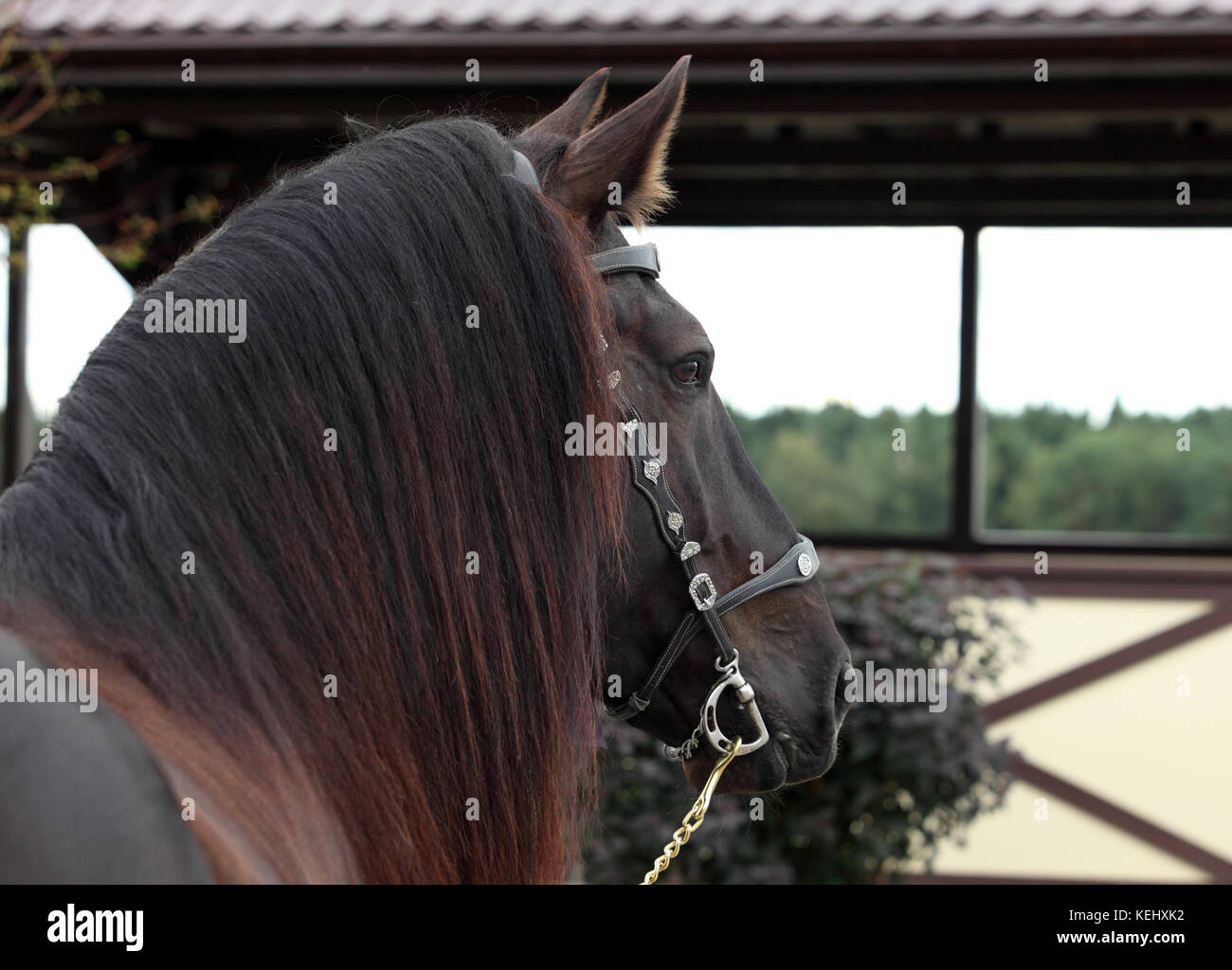 Percheron, 5 anni, una razza di progetto di cavallo, contro lo sfondo di fattoria Foto Stock
