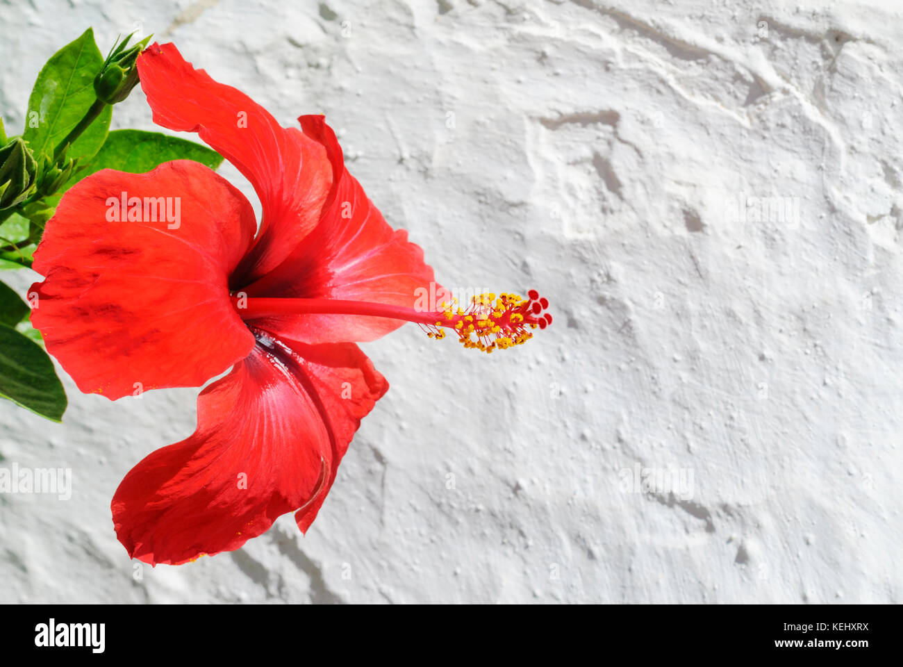 Un rosso di fiori di ibisco contrasta con una parete dipinta di bianco in Grecia Foto Stock