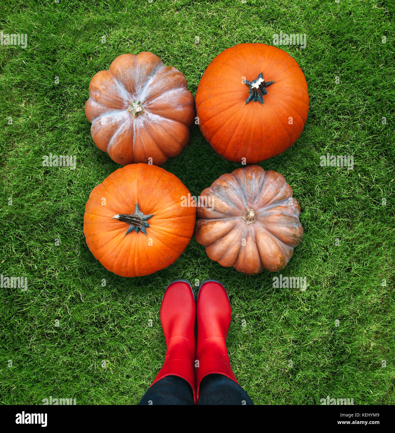 Quattro zucche arancione raccolte dal lavoratore di sesso femminile che giace sul verde erba laici piana. Punto di vista personale. Woman in Red stivali di gomma Foto Stock