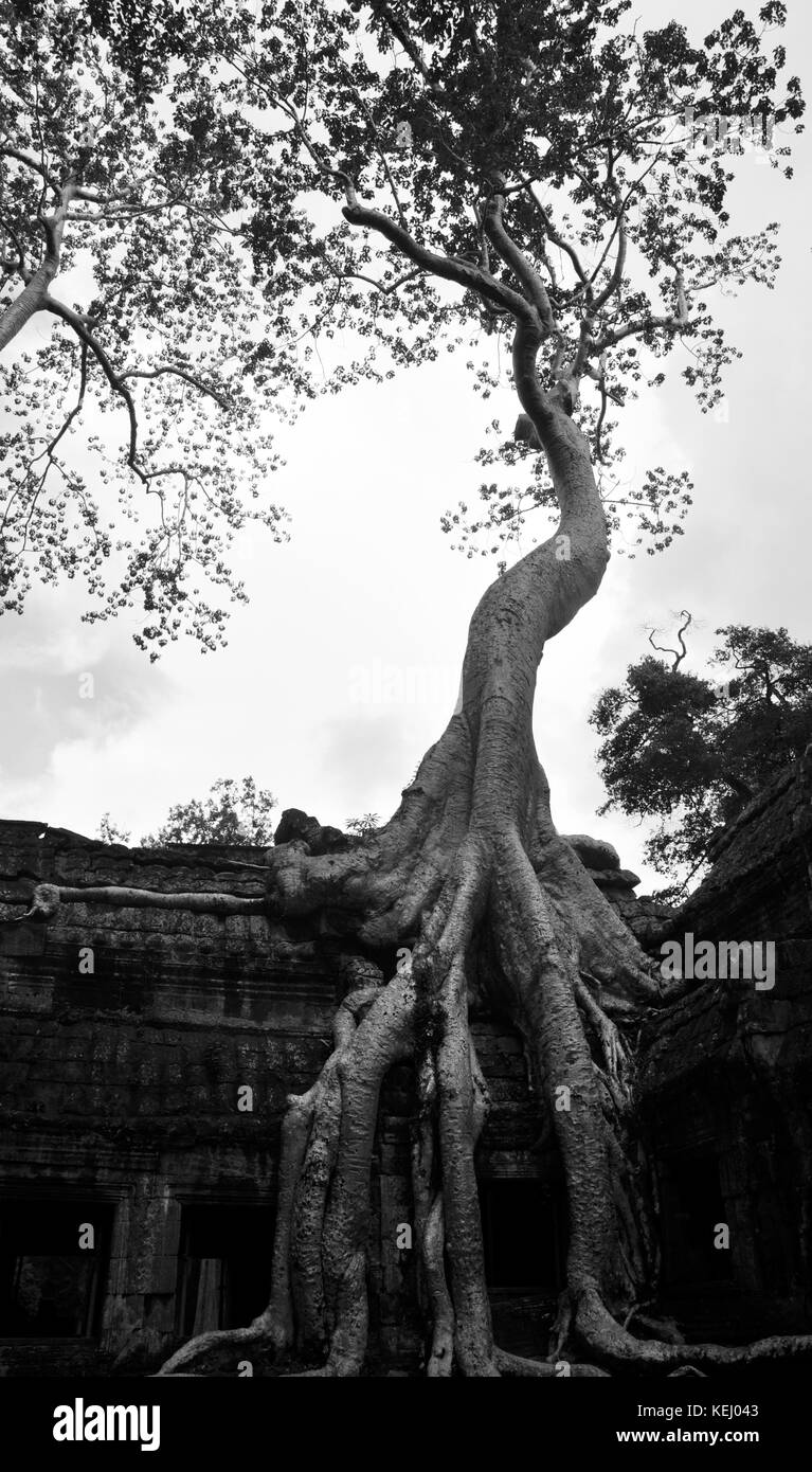 Tempio di alberi in Angkor Wat Cambogia Foto Stock