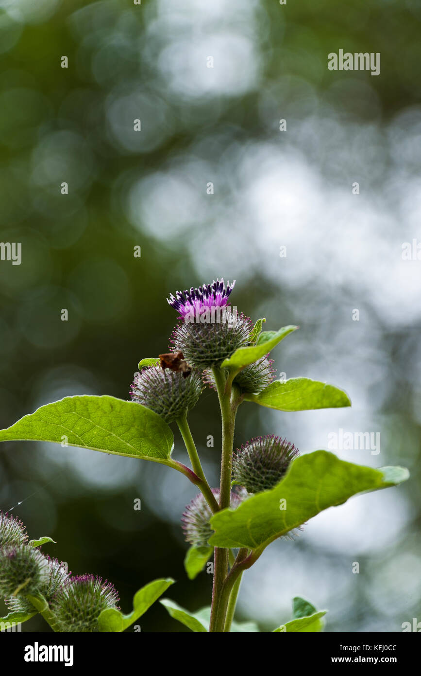 Primo piano di un viola fiore di cardo Foto Stock