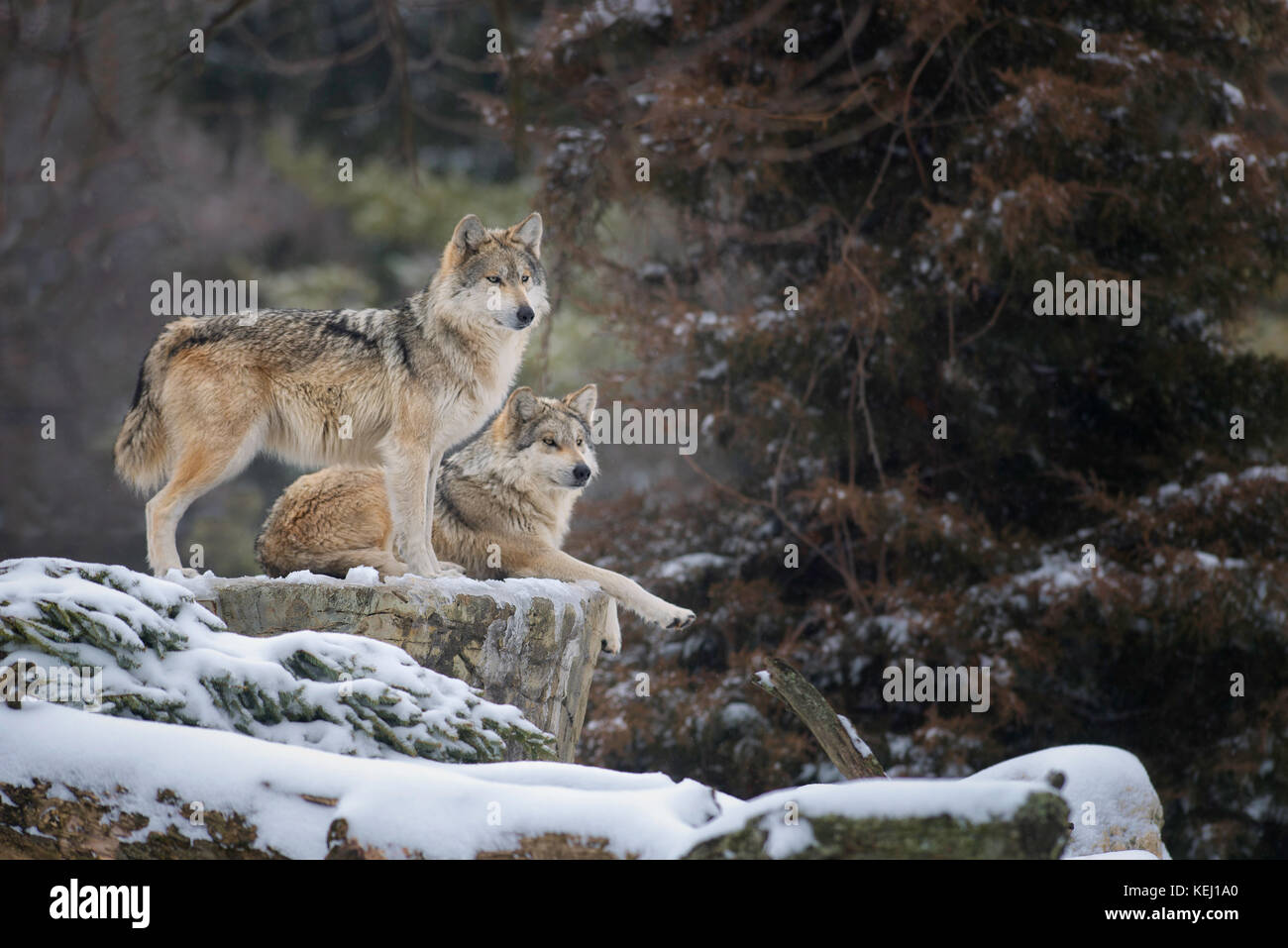 Messicano due lupi grigi (Canis lupus) in inverno Foto Stock