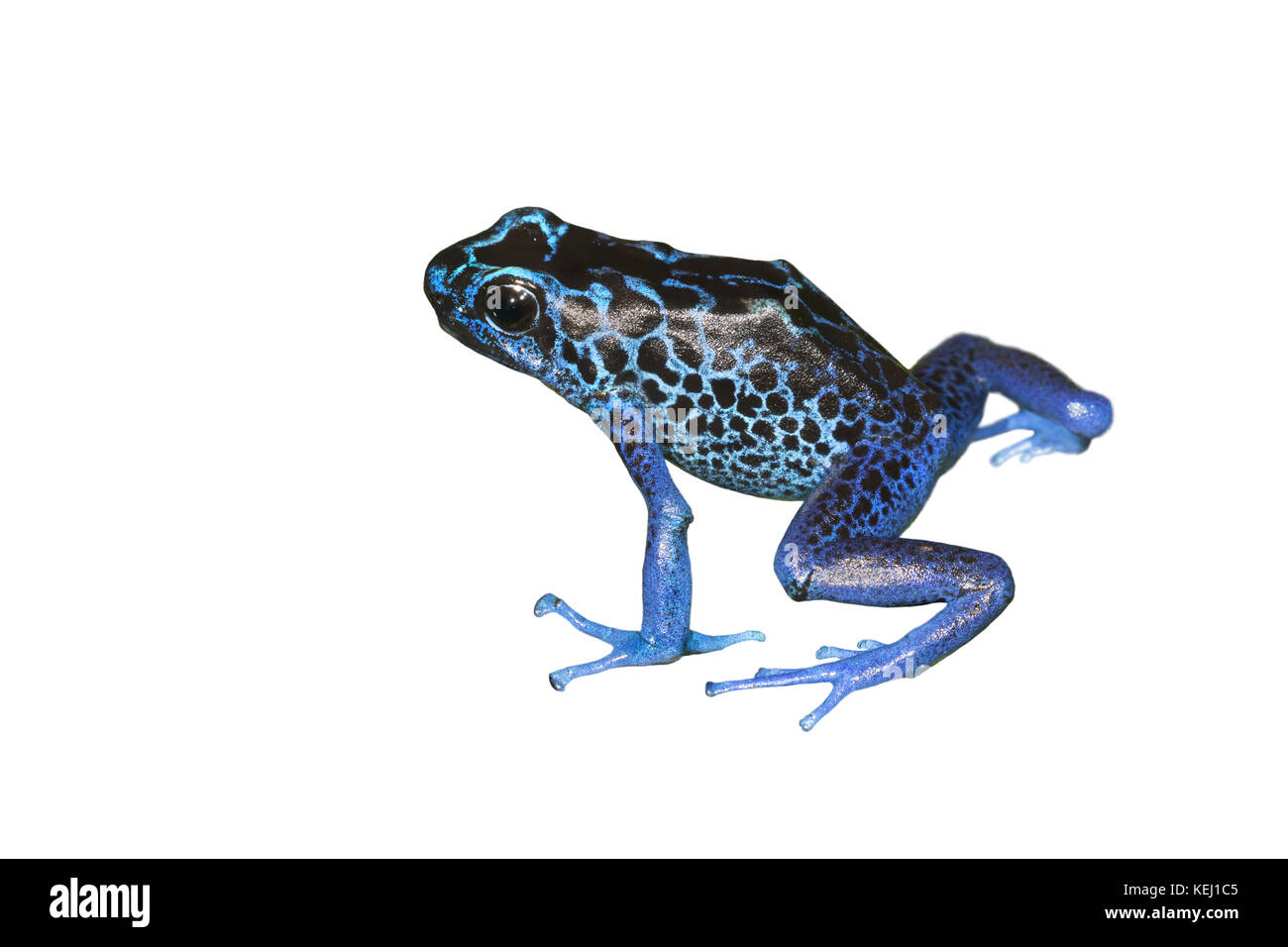 Tintura di veleno dart (rana Dendrobates tinctorius), isolati su sfondo bianco. Foto Stock
