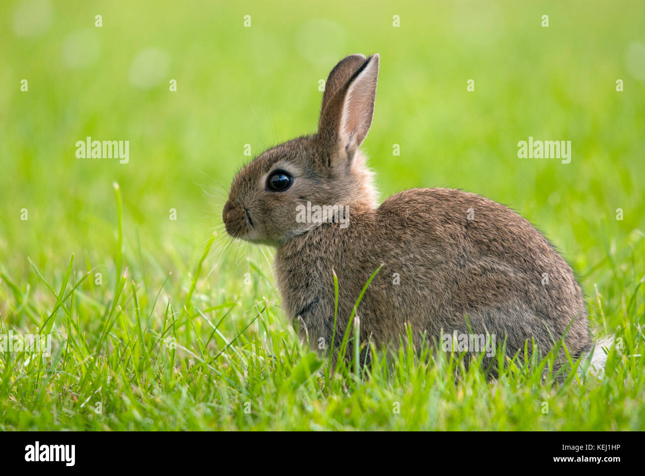 Coniglio giovane in erba Foto Stock