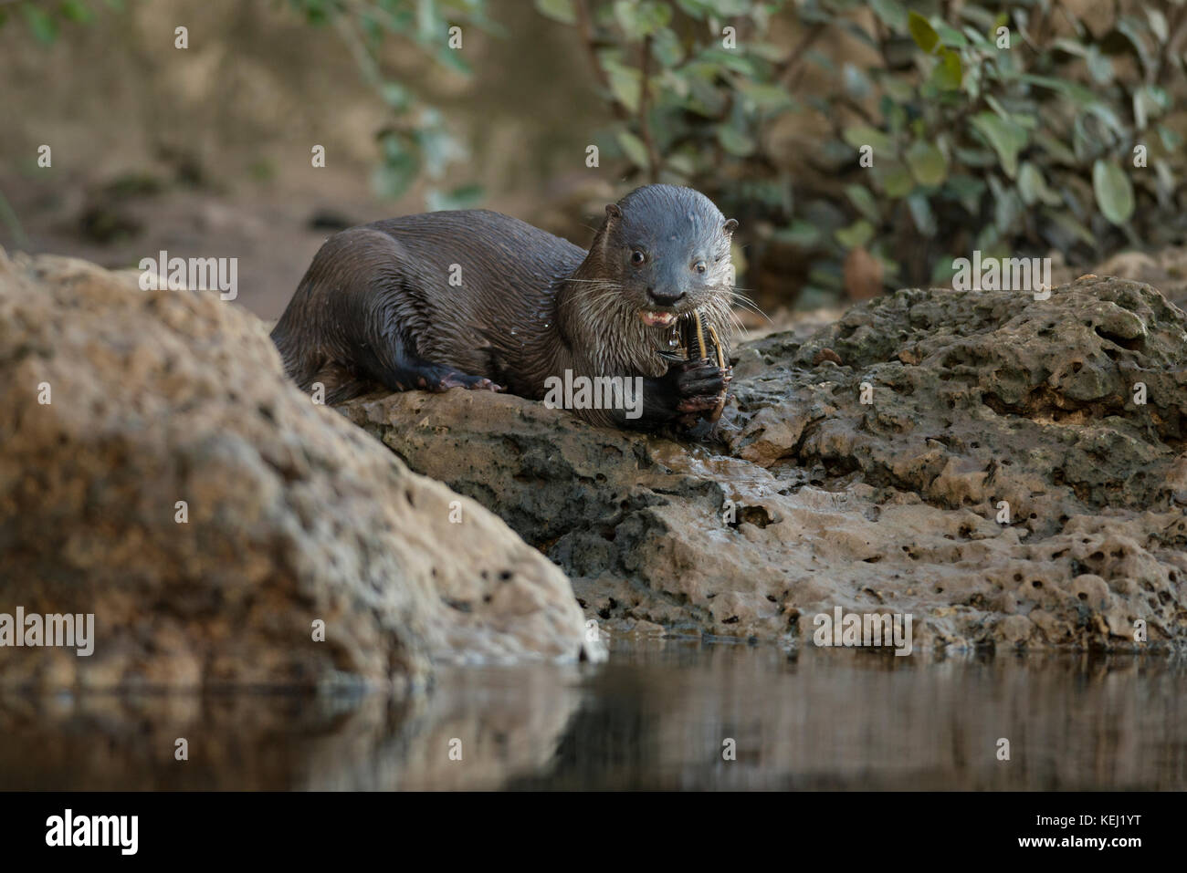 Neotropical Lontra di fiume di mangiare un pesce gatto in Sud Pantanal, Brasile Foto Stock
