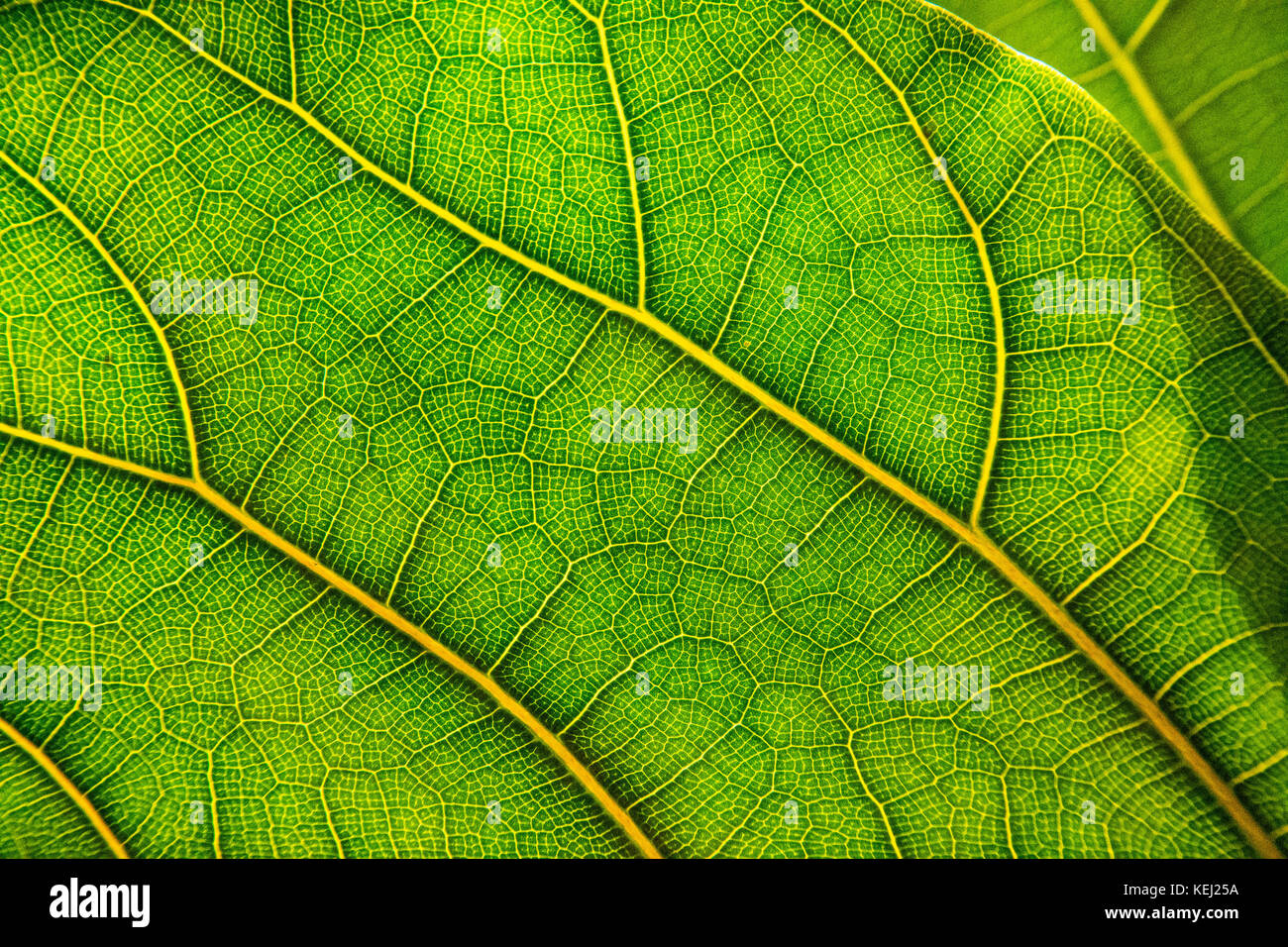 Foglia verde in close-up, mostrando le vene. Foto Stock