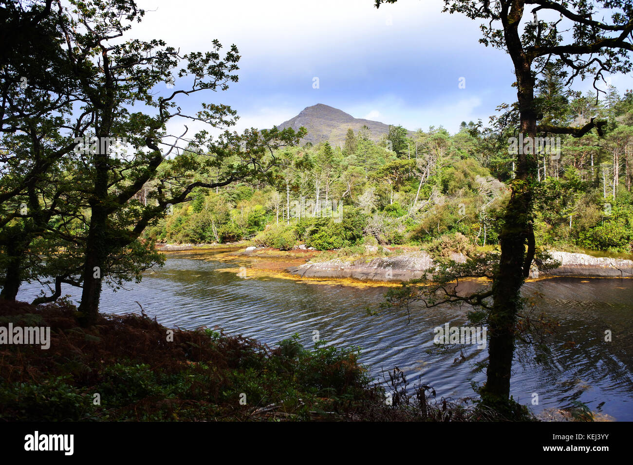 Derreen Gardens, Lauragh, County Kerry, Irlanda - John Gollop Foto Stock