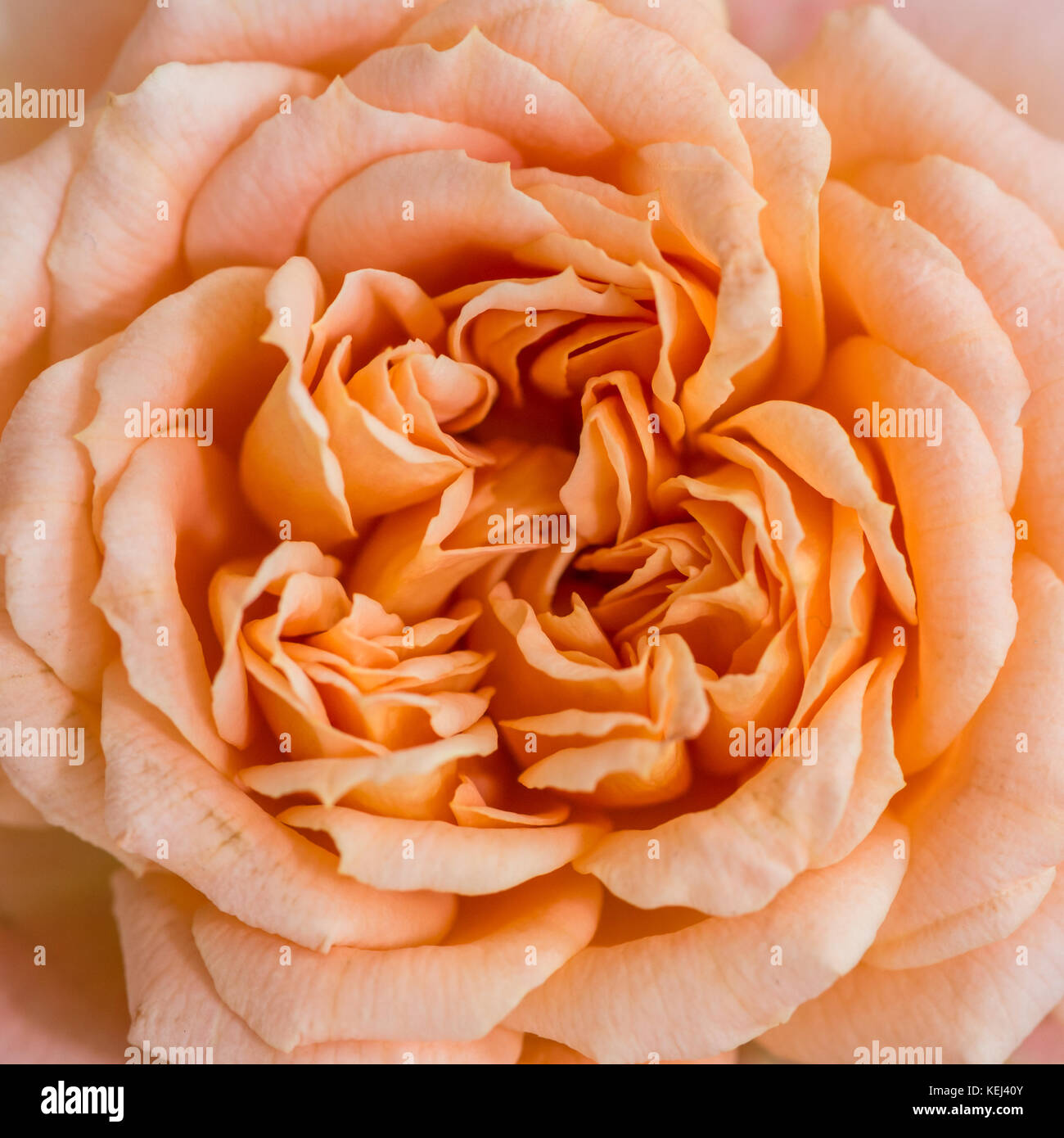Una ripresa macro di un orange patio rose chiamata Sweet Dreams. Foto Stock