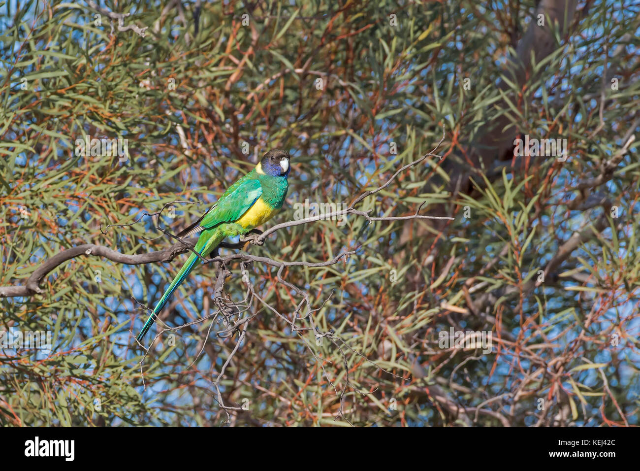 Australian ringneck (barnardius zonarius) noto anche come port lincoln parrot Foto Stock