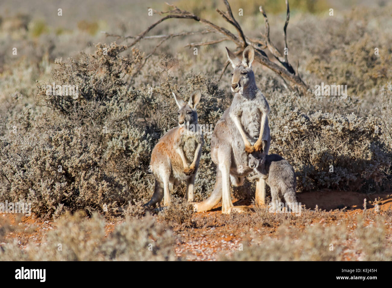 Canguro rosso (macropus rufus). Un iconico nativi australiani animale. Foto Stock
