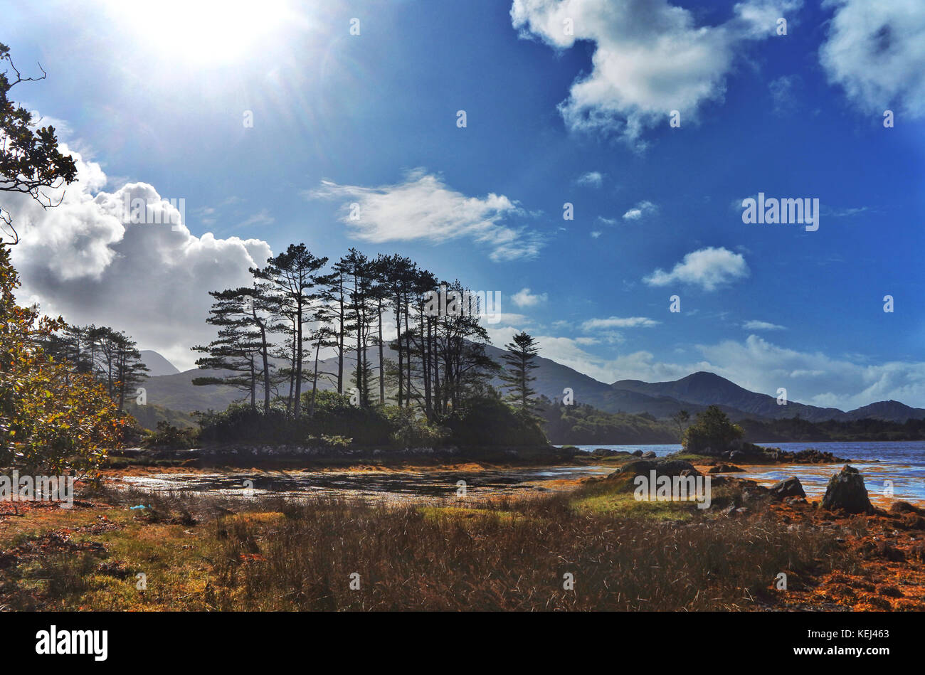 Derreen Gardens, Lauragh, County Kerry, Irlanda - John Gollop Foto Stock