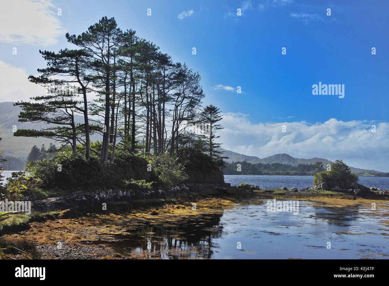 Derreen Gardens, Lauragh, County Kerry, Irlanda - John Gollop Foto Stock