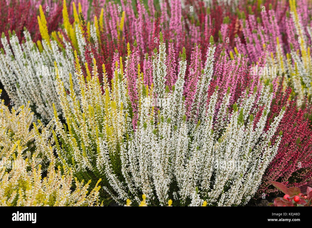Comune di heather (Calluna vulgaris 'bellezza ladies') Foto Stock