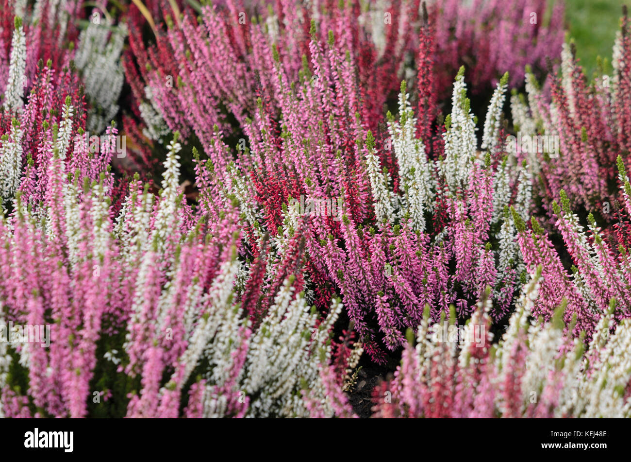 Comune di heather (Calluna vulgaris 'bellezza ladies') Foto Stock